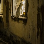 Ghost cat, Eastern State Pennitentry